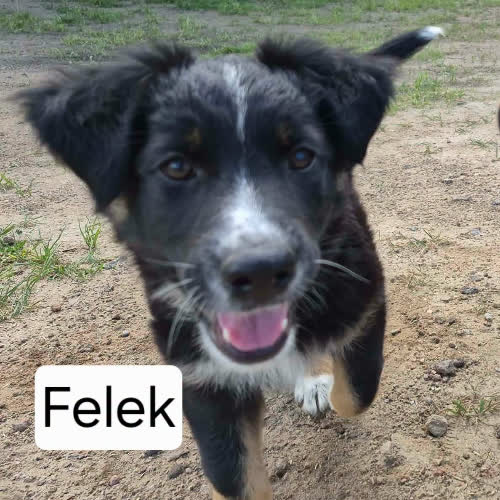 Psy ze schroniska do adopcji Żelek i Felek. 