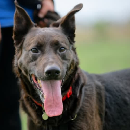 Psy ze schroniska do adopcji Wedel