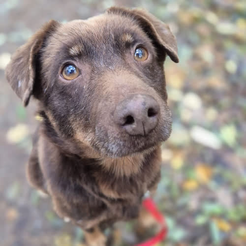 Psy ze schroniska do adopcji Łyli Łonka