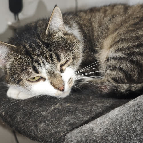 Kotka grzecznościowo 