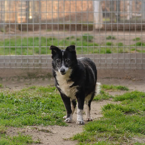 Psy ze schroniska do adopcji Czarna Mańka