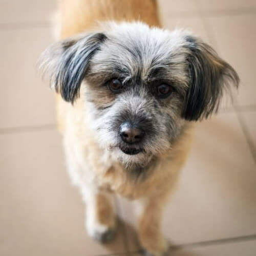 Psy ze schroniska do adopcji Capri 