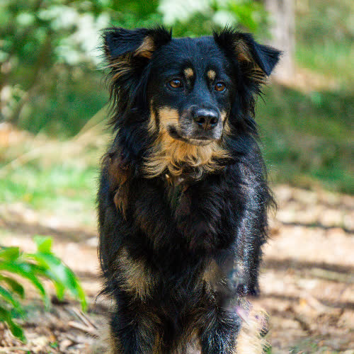 Psy ze schroniska do adopcji Lexi