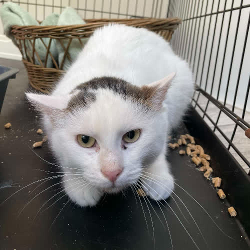 Koty ze schroniska do adopcji Magnat 