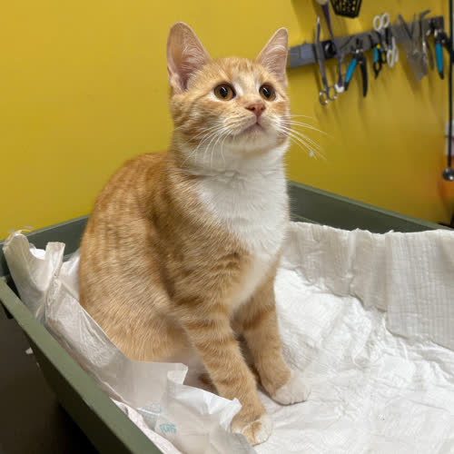 Koty ze schroniska do adopcji Paco