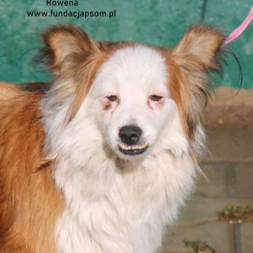 Psy ze schroniska do adopcji Rowana 