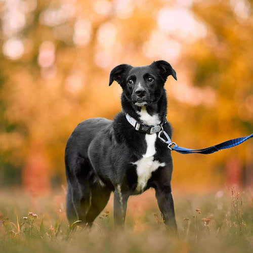 Psy ze schroniska do adopcji Mati