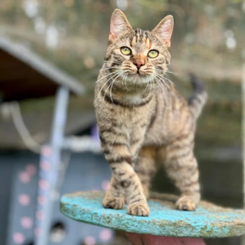 Koty ze schroniska do adopcji Mimi