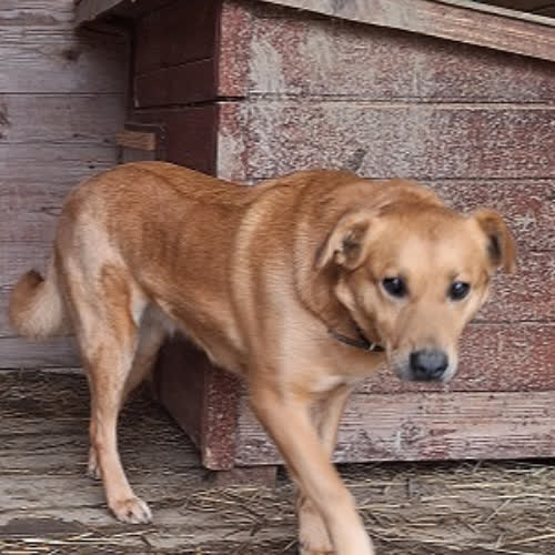 Psy ze schroniska do adopcji Alma