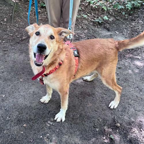 Psy ze schroniska do adopcji Biszkopt