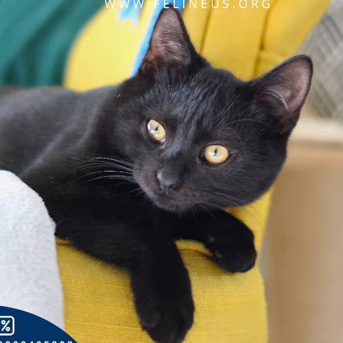 Koty ze schroniska do adopcji Febo