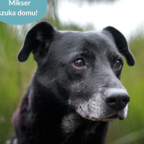 Psy ze schroniska do adopcji Mikser