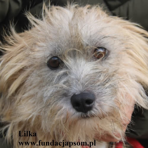 Psy ze schroniska do adopcji Lilka