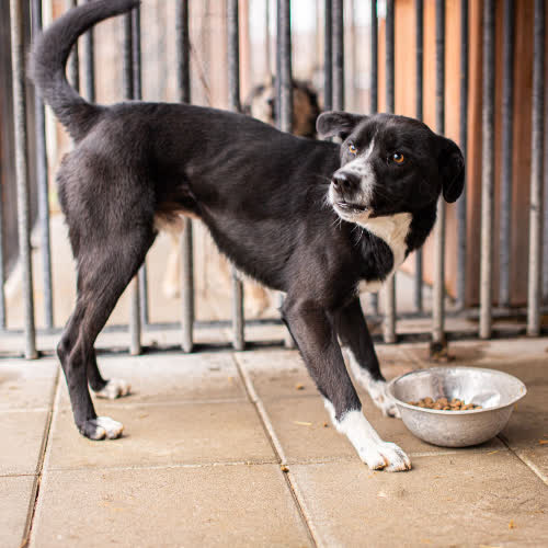 Psy ze schroniska do adopcji Dolar