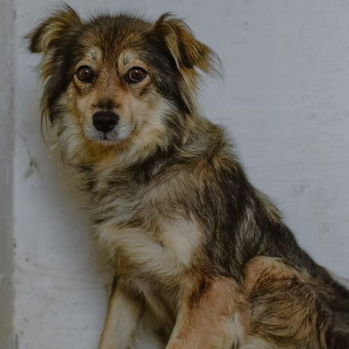 Psy ze schroniska do adopcji Malinka 