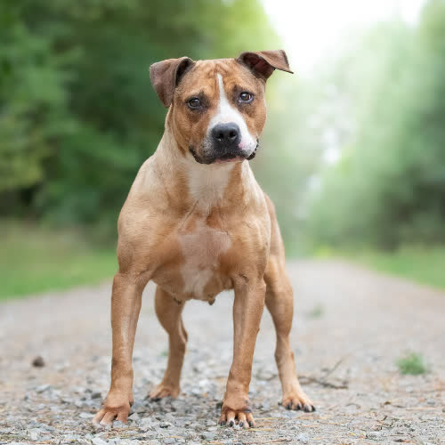 Psy ze schroniska do adopcji Stafka VARIA 