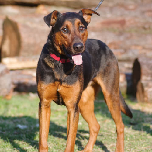 Nokturn  mix gończy 