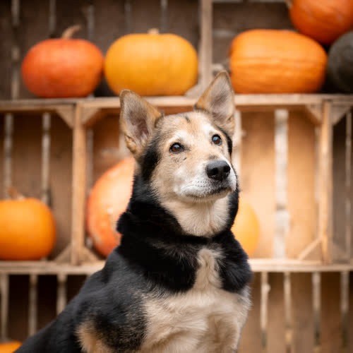 Psy ze schroniska do adopcji Dżentelmen RIVAS