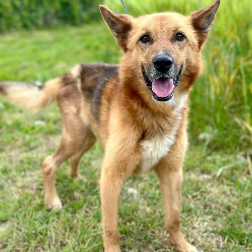 Psy ze schroniska do adopcji Dyzio