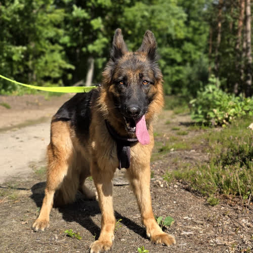 Psy ze schroniska do adopcji Astra