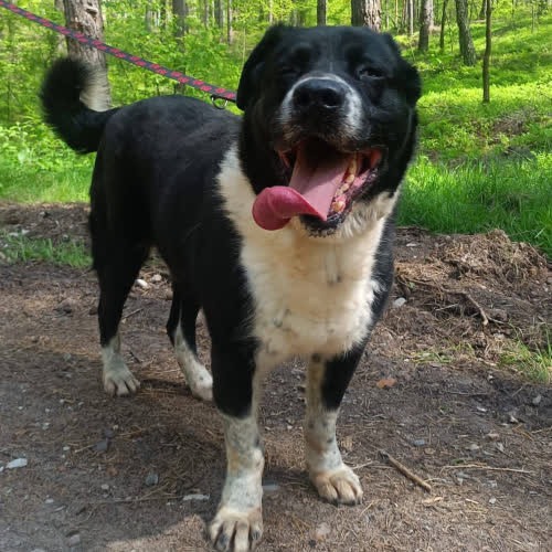 Psy ze schroniska do adopcji Dylan 