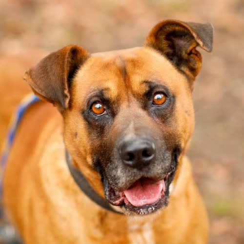 Psy ze schroniska do adopcji Kansas