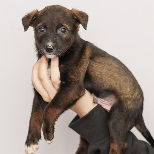 Psy ze schroniska do adopcji Szczeniak nr 4