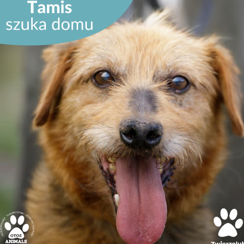 Psy ze schroniska do adopcji Tamis 