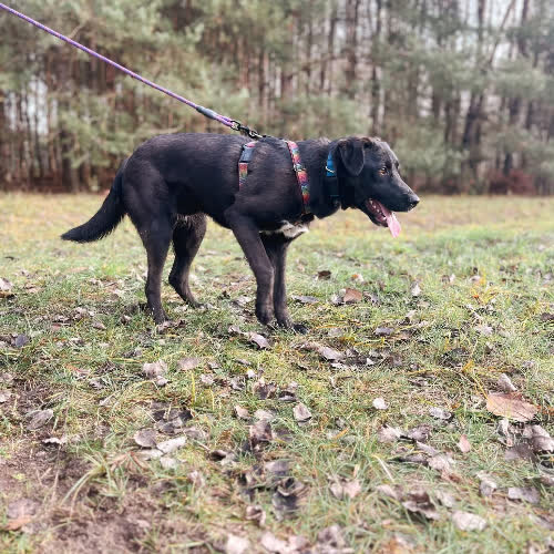 Psy ze schroniska do adopcji Daktyl