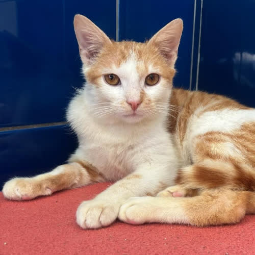 Koty ze schroniska do adopcji Szejk