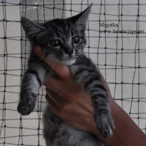 Migotka