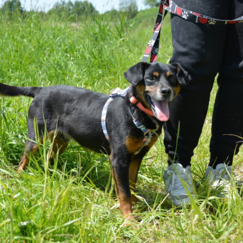 Psy ze schroniska do adopcji ODI
