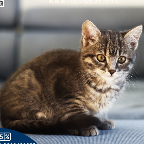 Koty ze schroniska do adopcji Cykoria