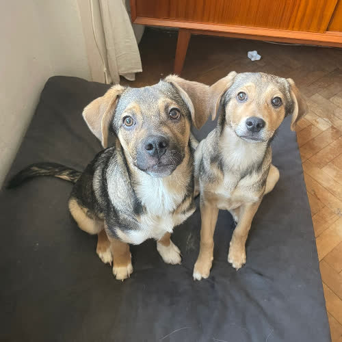 Psy ze schroniska do adopcji Baloo i Mushu