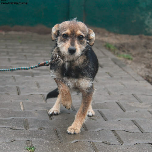 Psy ze schroniska do adopcji Lola