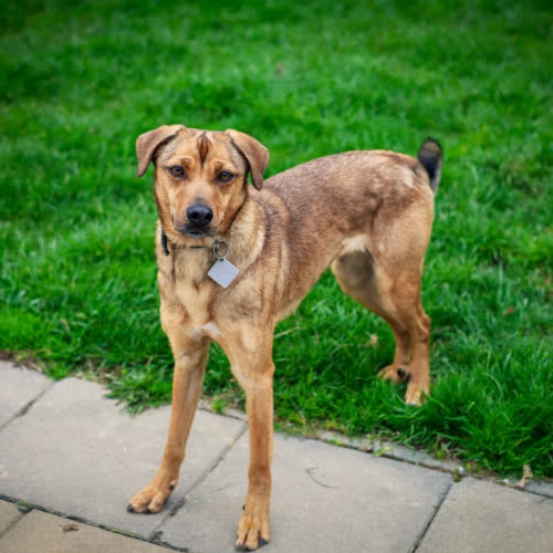 Psy ze schroniska do adopcji Azja