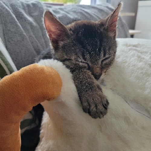 Koty ze schroniska do adopcji Bigos
