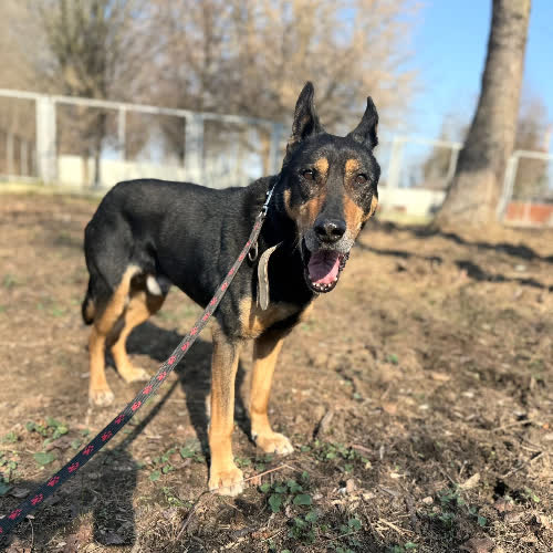 Psy ze schroniska do adopcji Krakers 