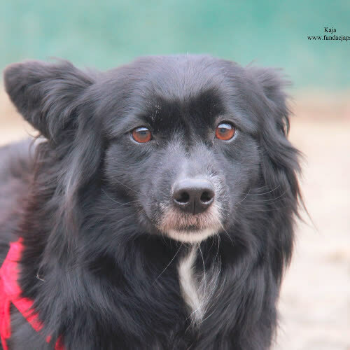 Psy ze schroniska do adopcji Kaja