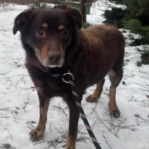 Psy ze schroniska do adopcji CYNAMON