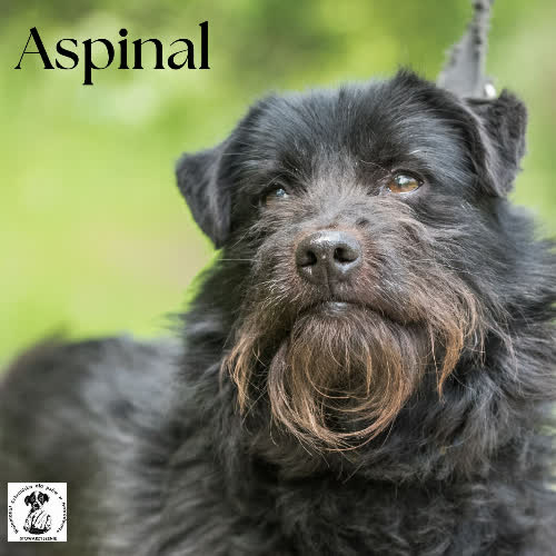 Psy ze schroniska do adopcji ASPINAL 