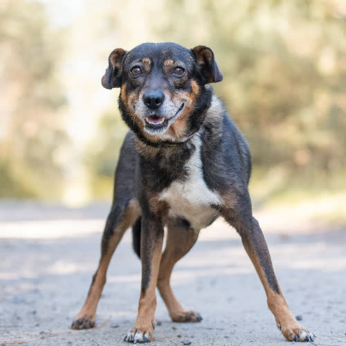Psy ze schroniska do adopcji Wspaniała TOSHIKA