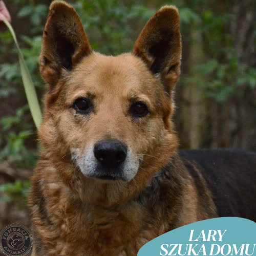 Psy ze schroniska do adopcji LARY