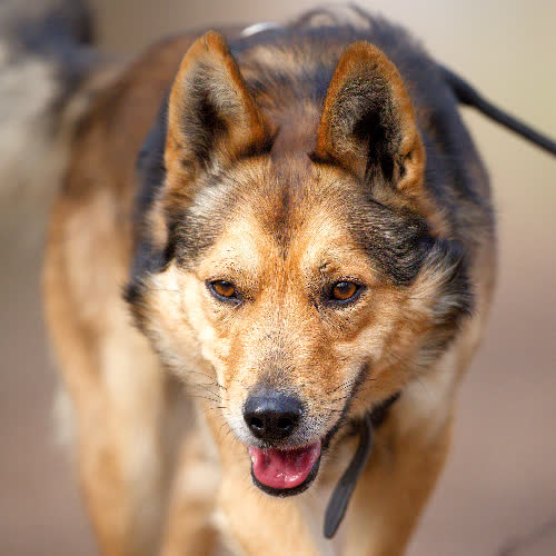 Psy ze schroniska do adopcji Jogi