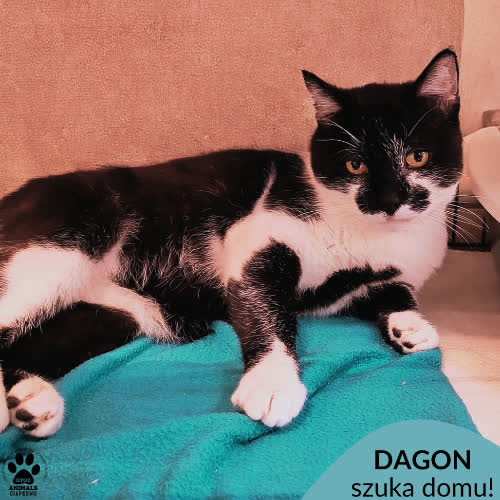 Koty ze schroniska do adopcji Dagon