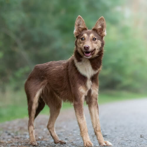 Psy ze schroniska do adopcji Wrażliwa ALPINA
