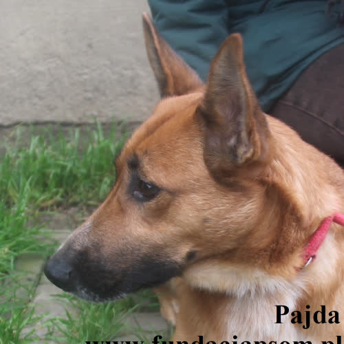 Psy ze schroniska do adopcji Pajda