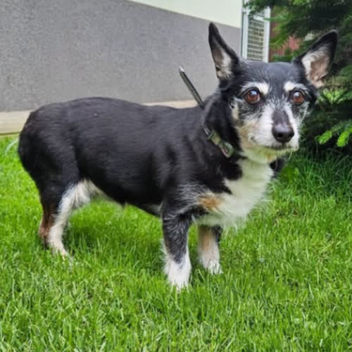 Psy ze schroniska do adopcji Grace 