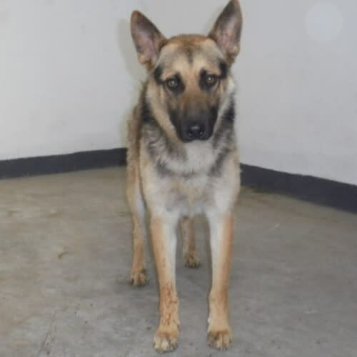 Psy ze schroniska do adopcji Pablo