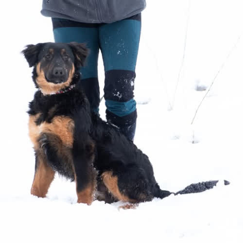 Psy ze schroniska do adopcji SZARAN